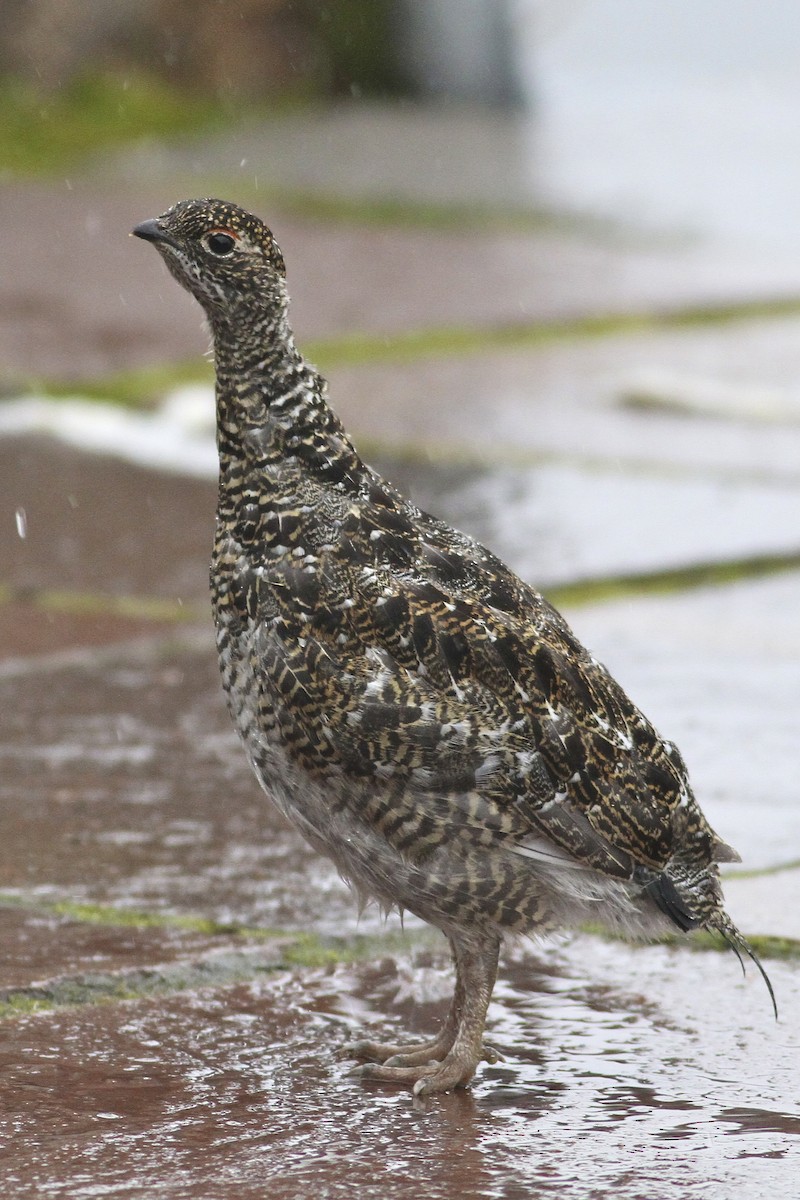 fjellrype - ML644550833