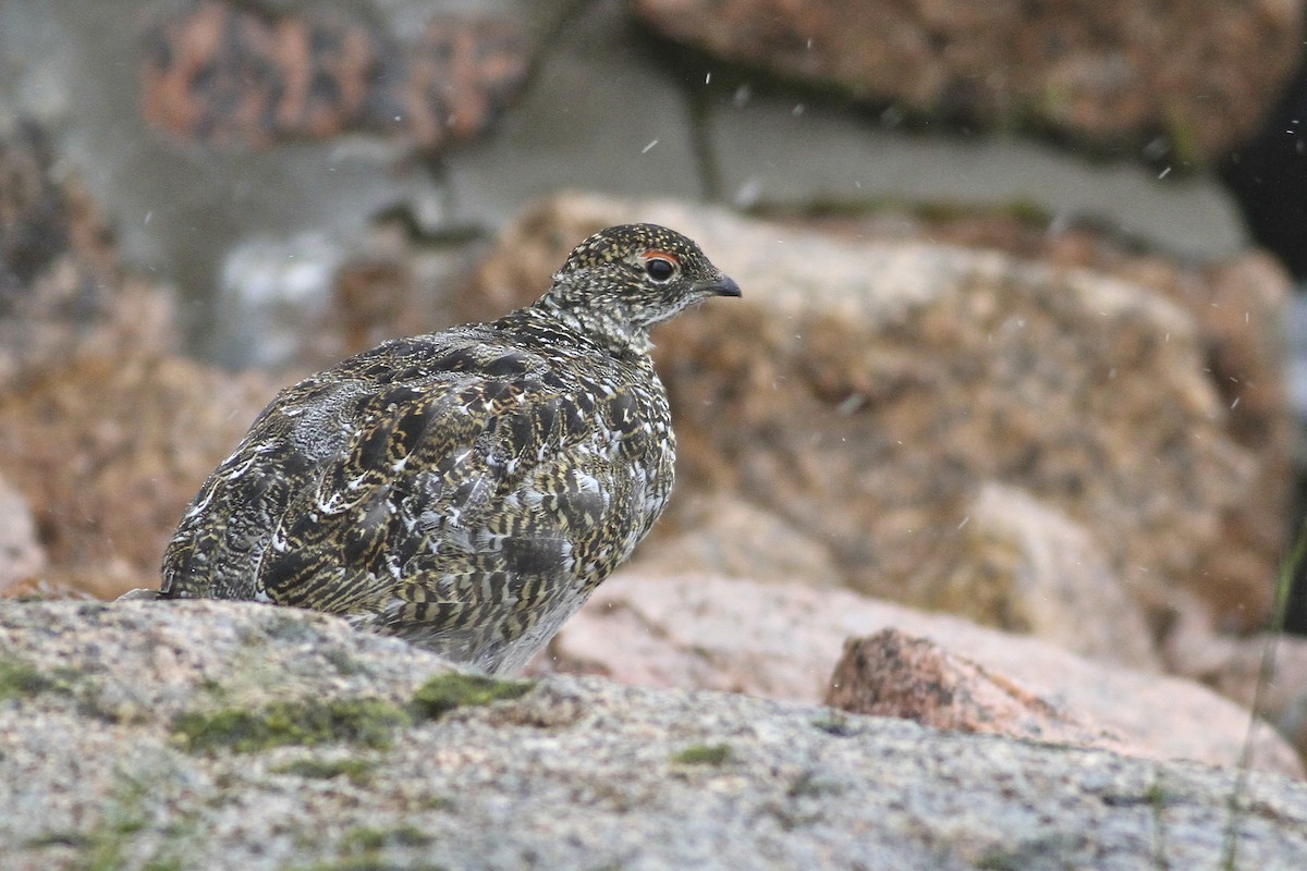 fjellrype - ML644550834