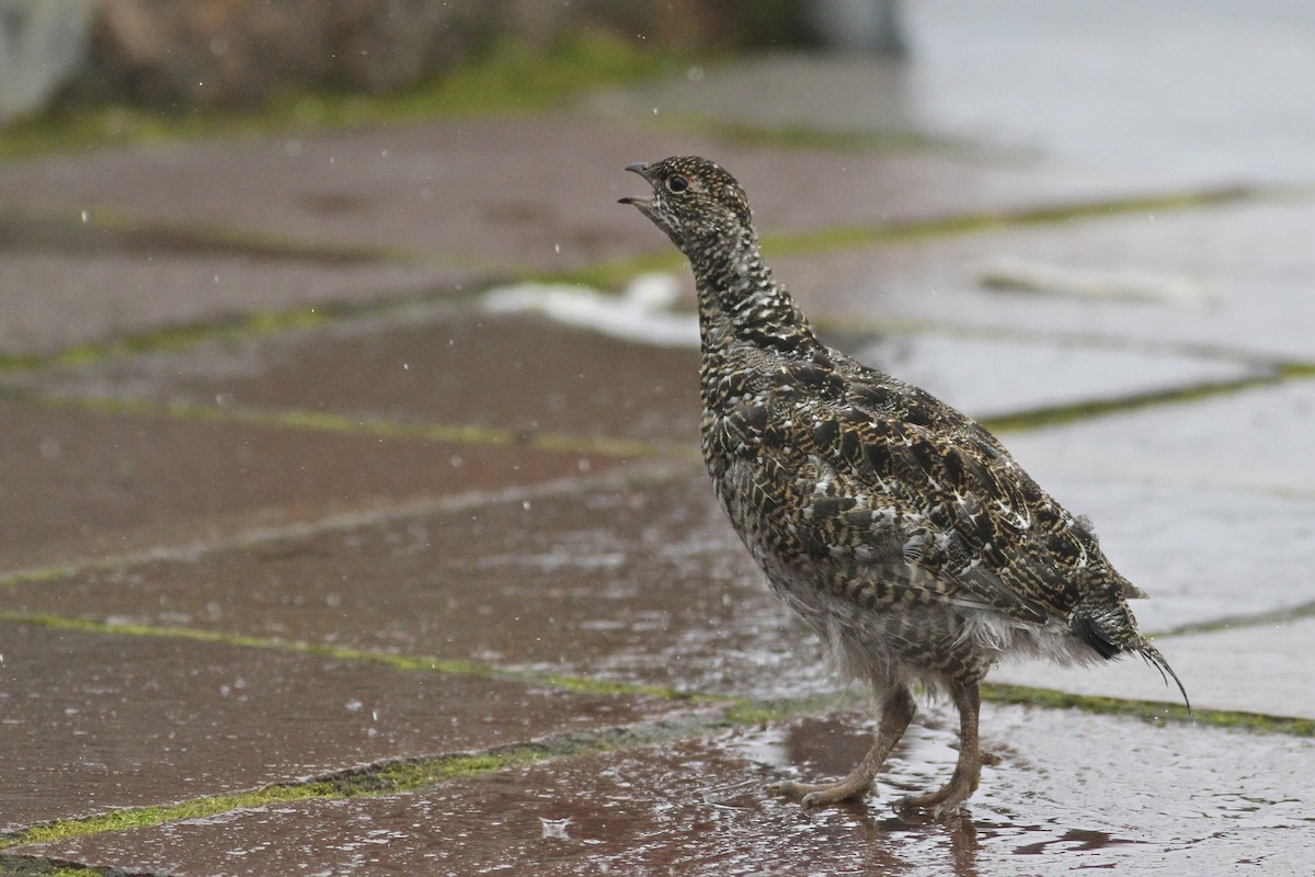 fjellrype - ML644550835