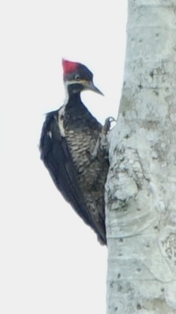 Lineated Woodpecker - ML644550841