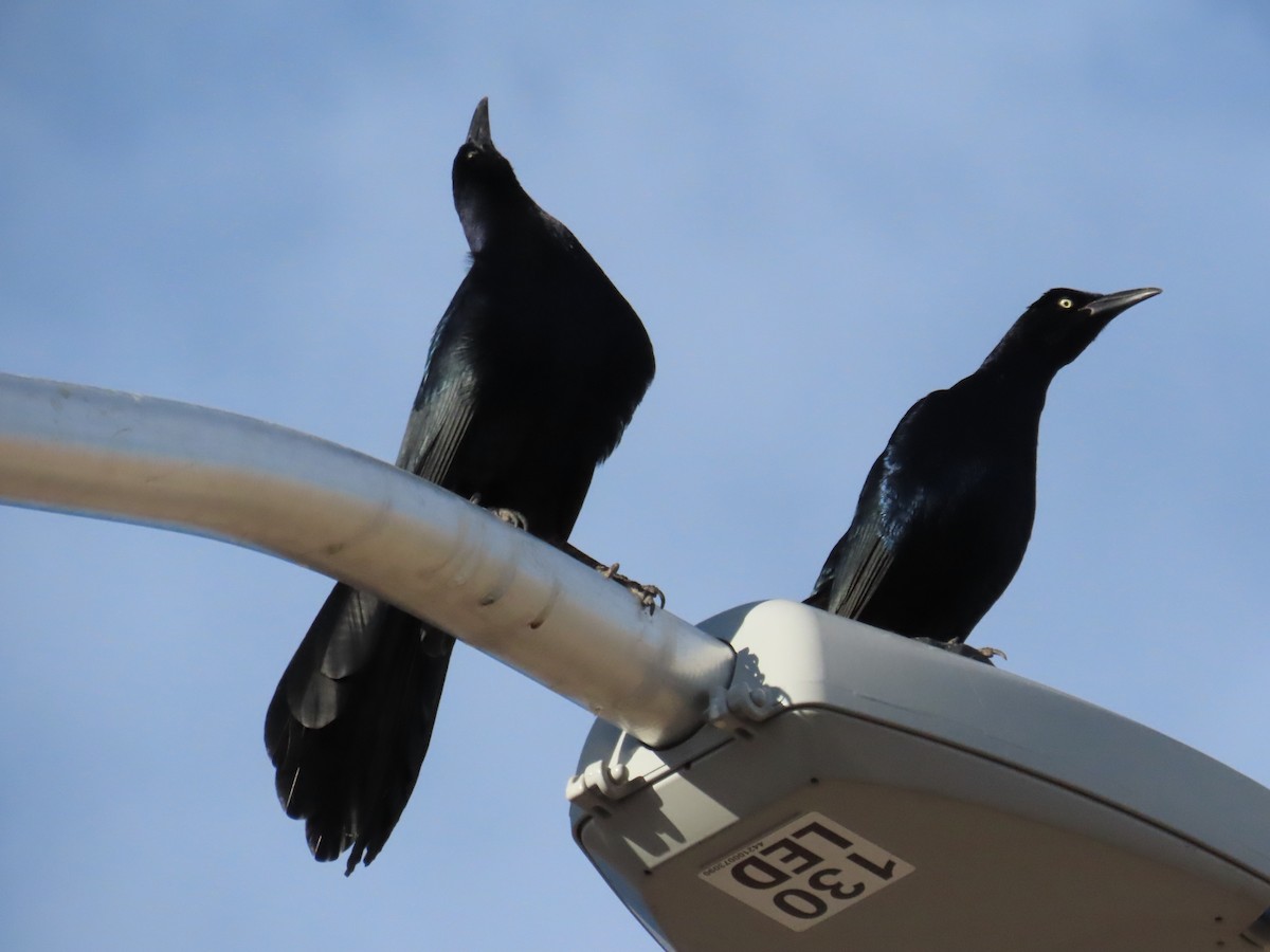 Great-tailed Grackle - ML644550848