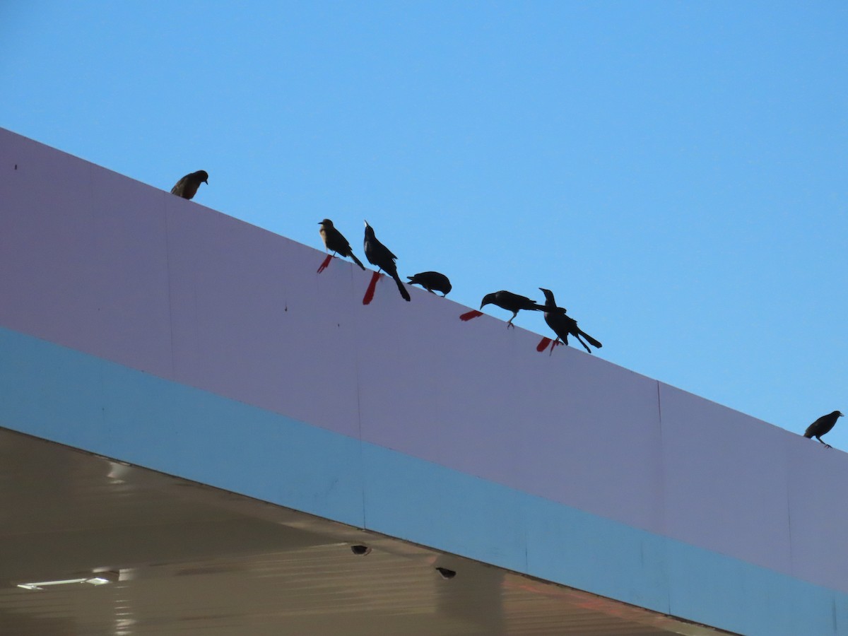 Great-tailed Grackle - ML644550849