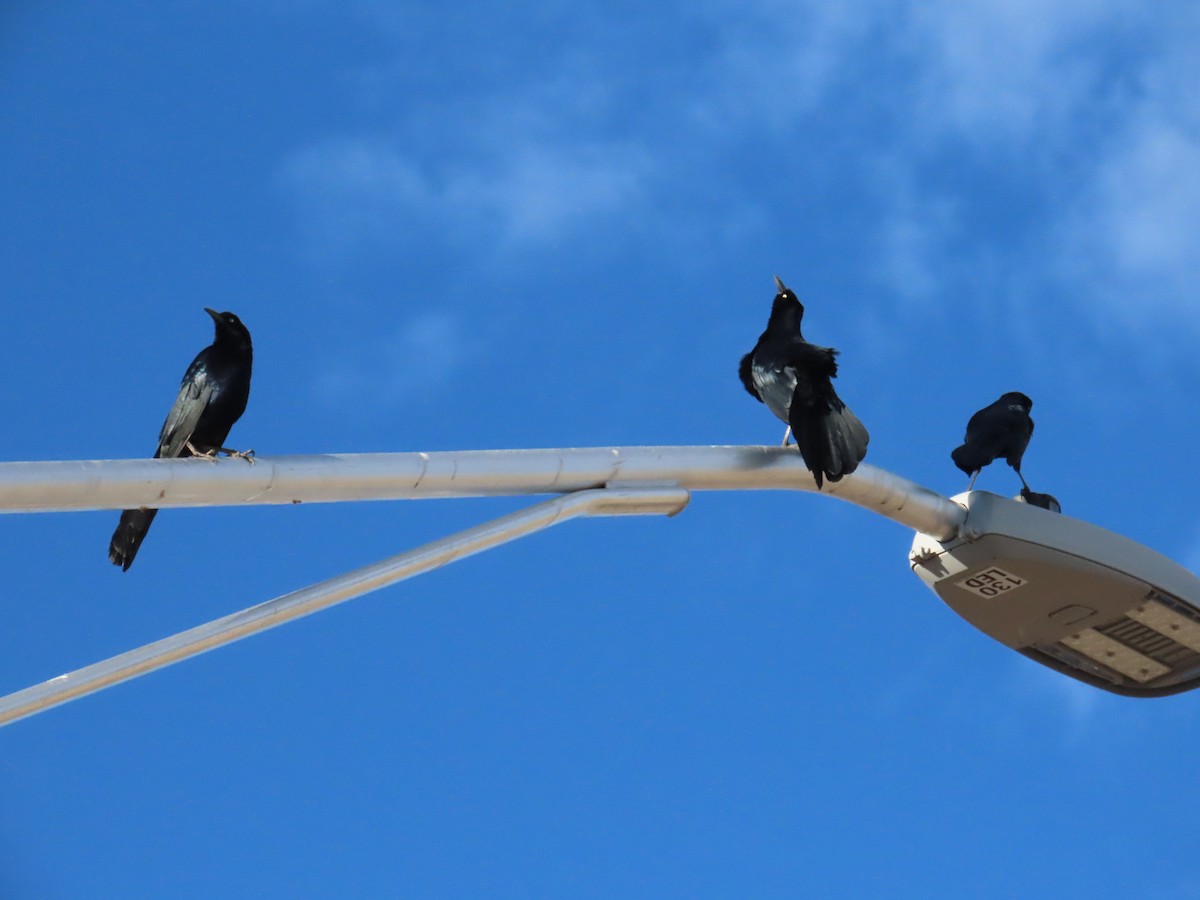 Great-tailed Grackle - ML644550851