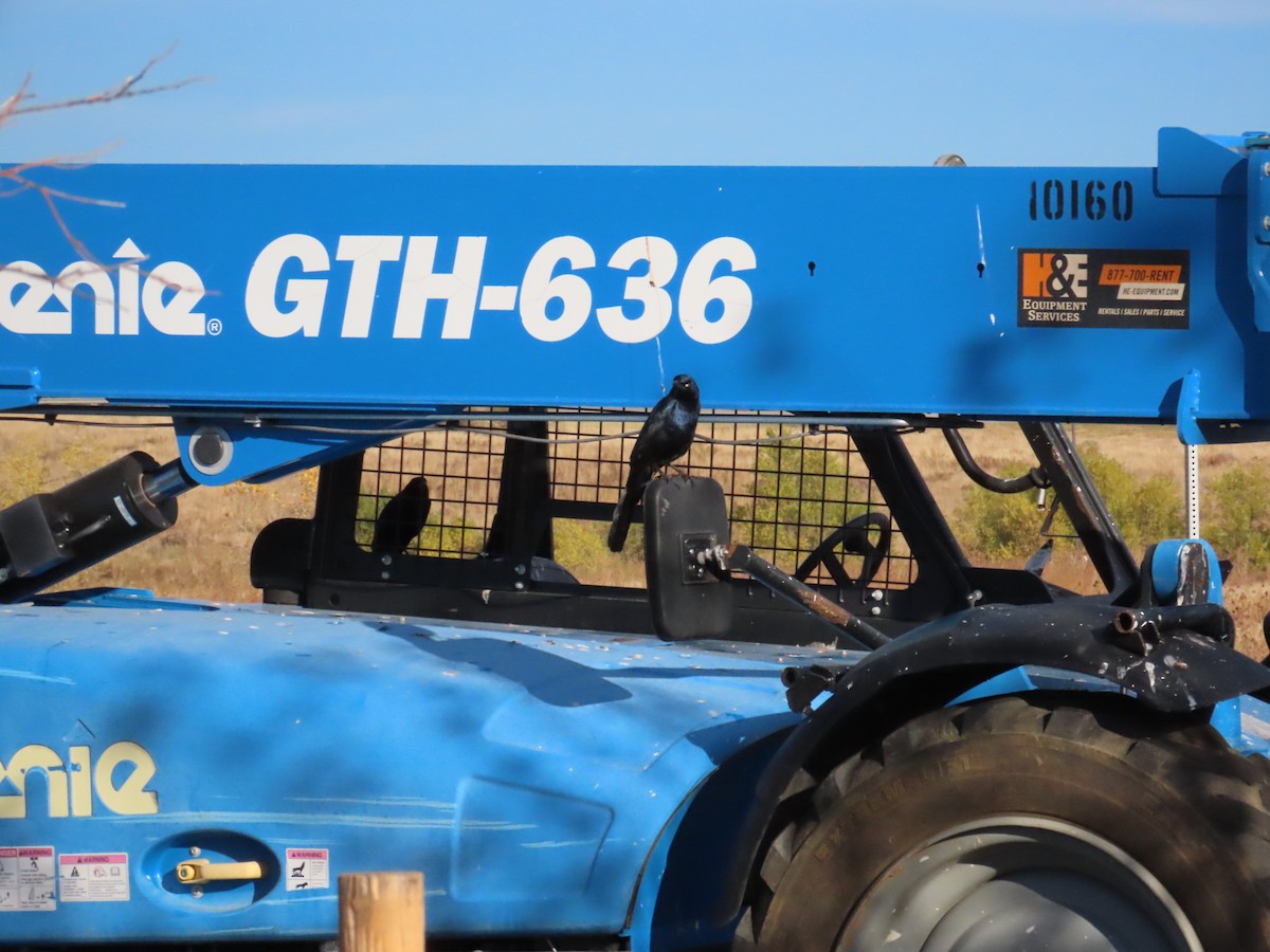 Great-tailed Grackle - ML644550853