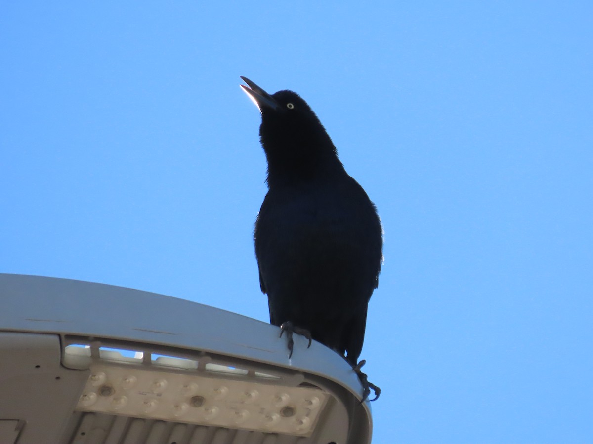 Great-tailed Grackle - ML644550855