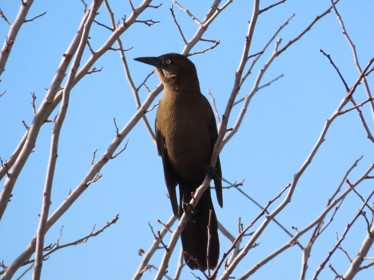 Great-tailed Grackle - ML644550856