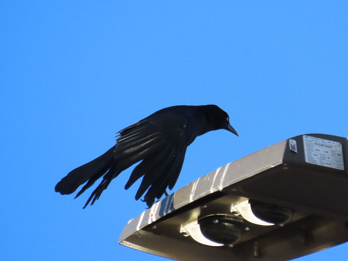 Great-tailed Grackle - ML644550857
