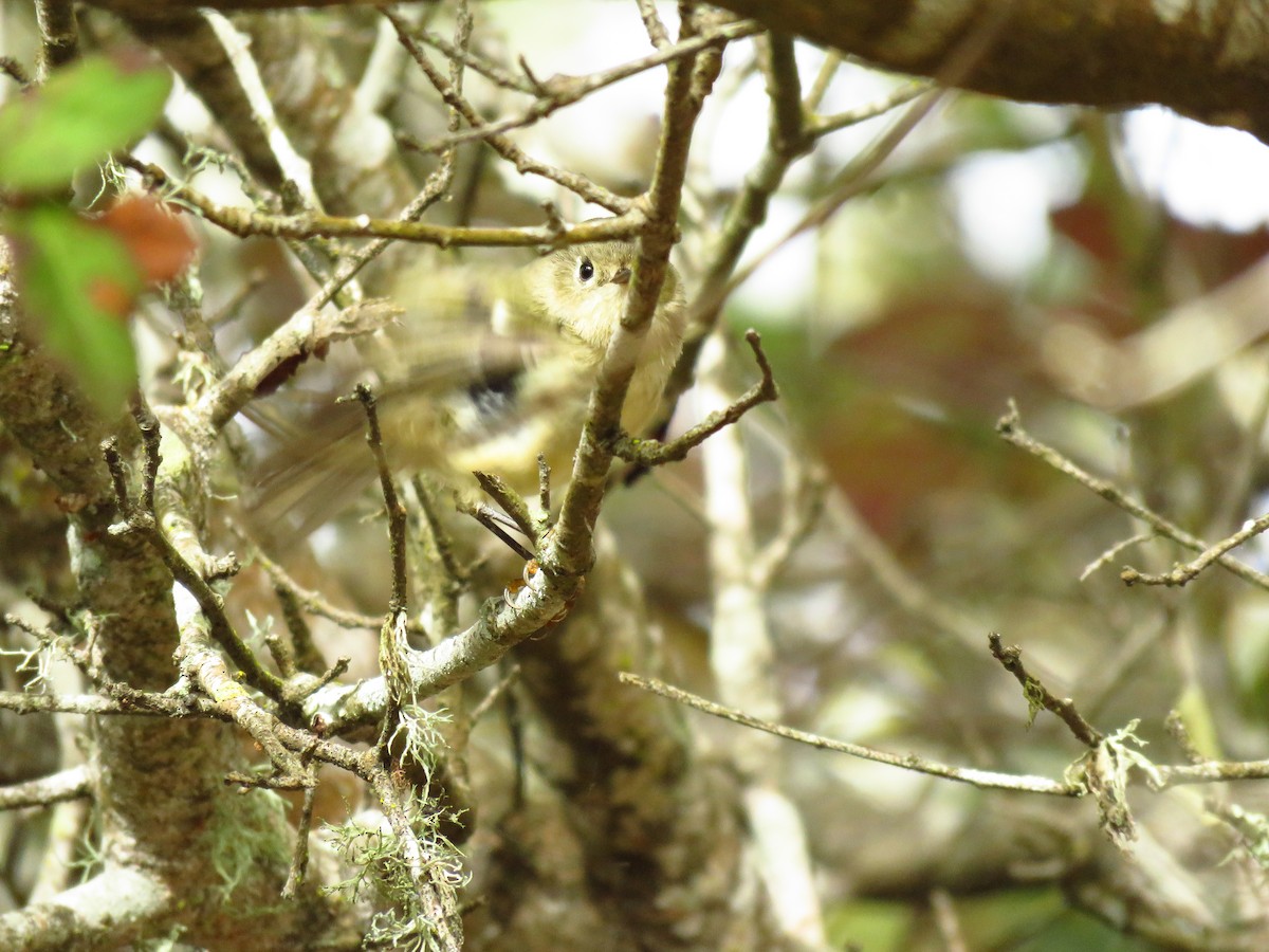 Золотомушка рубіновочуба - ML644550891