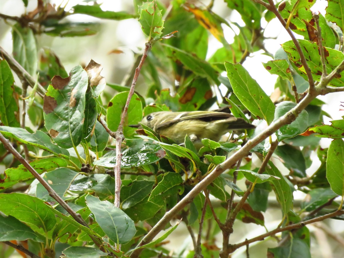 Золотомушка рубіновочуба - ML644550892