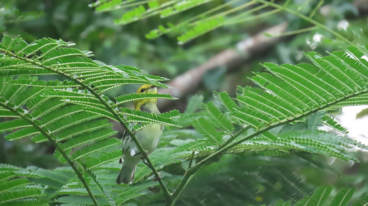 grønnparula - ML644550893