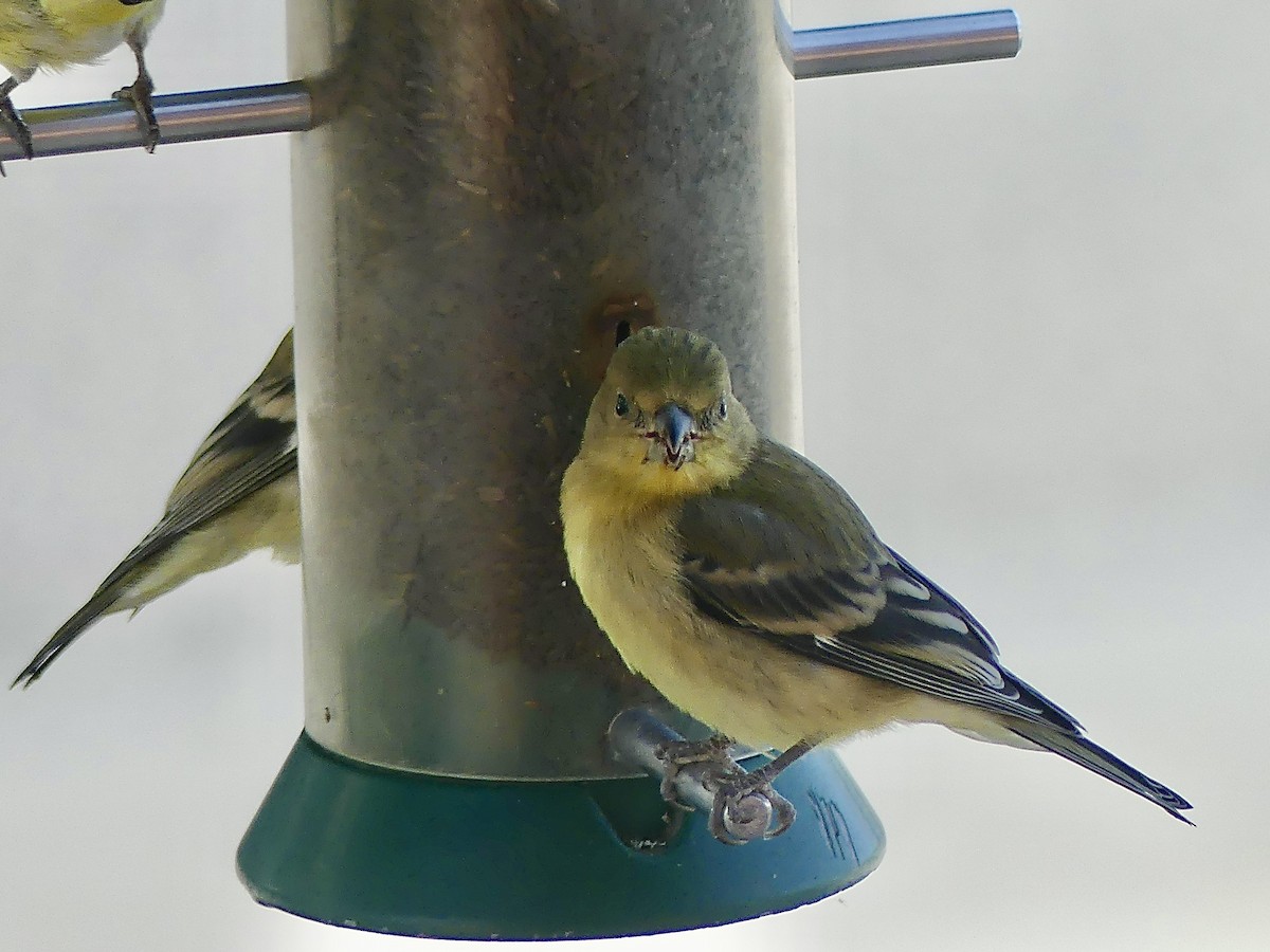 Lesser Goldfinch - ML644550897