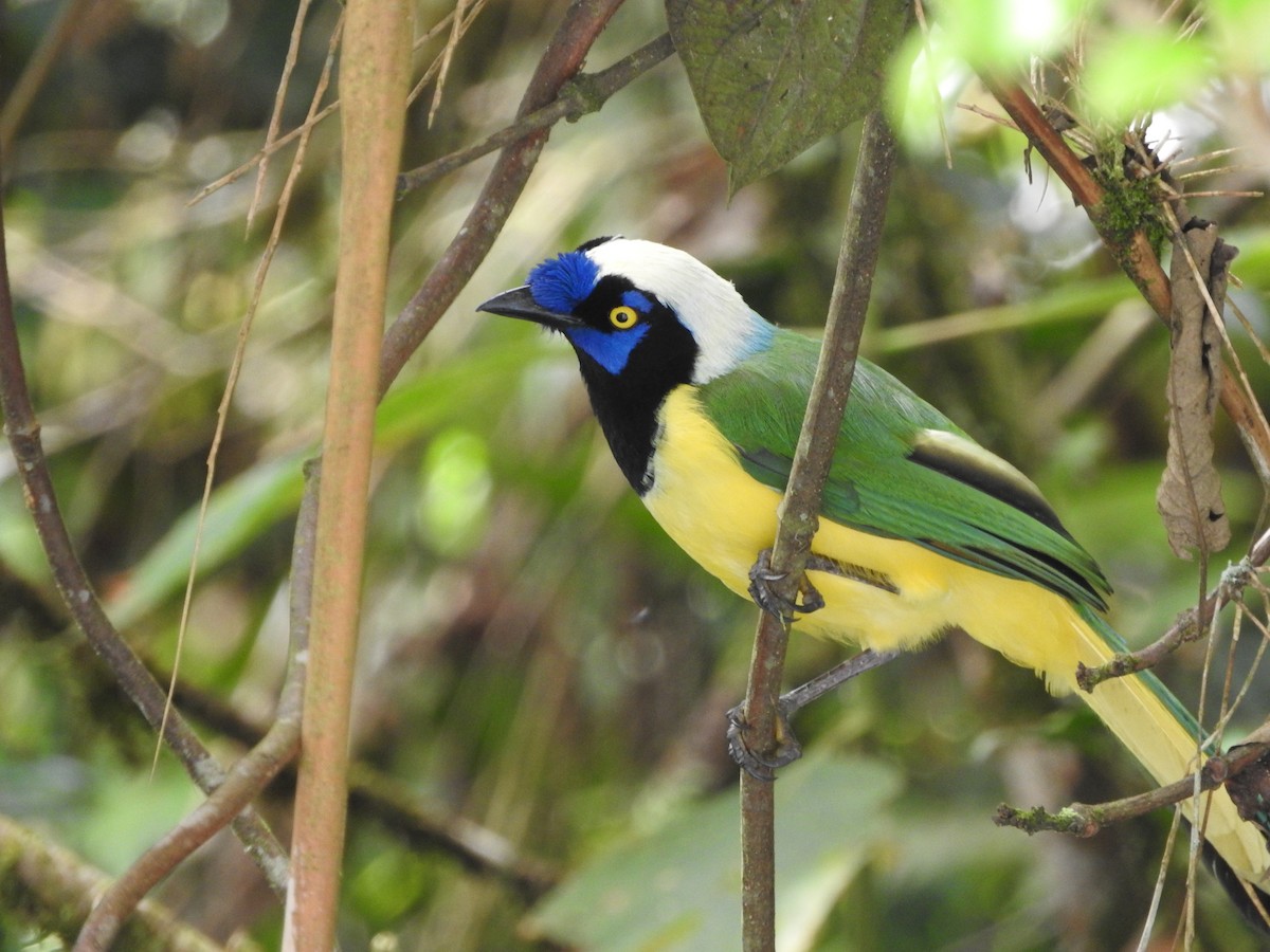 インカサンジャク - ML644550898