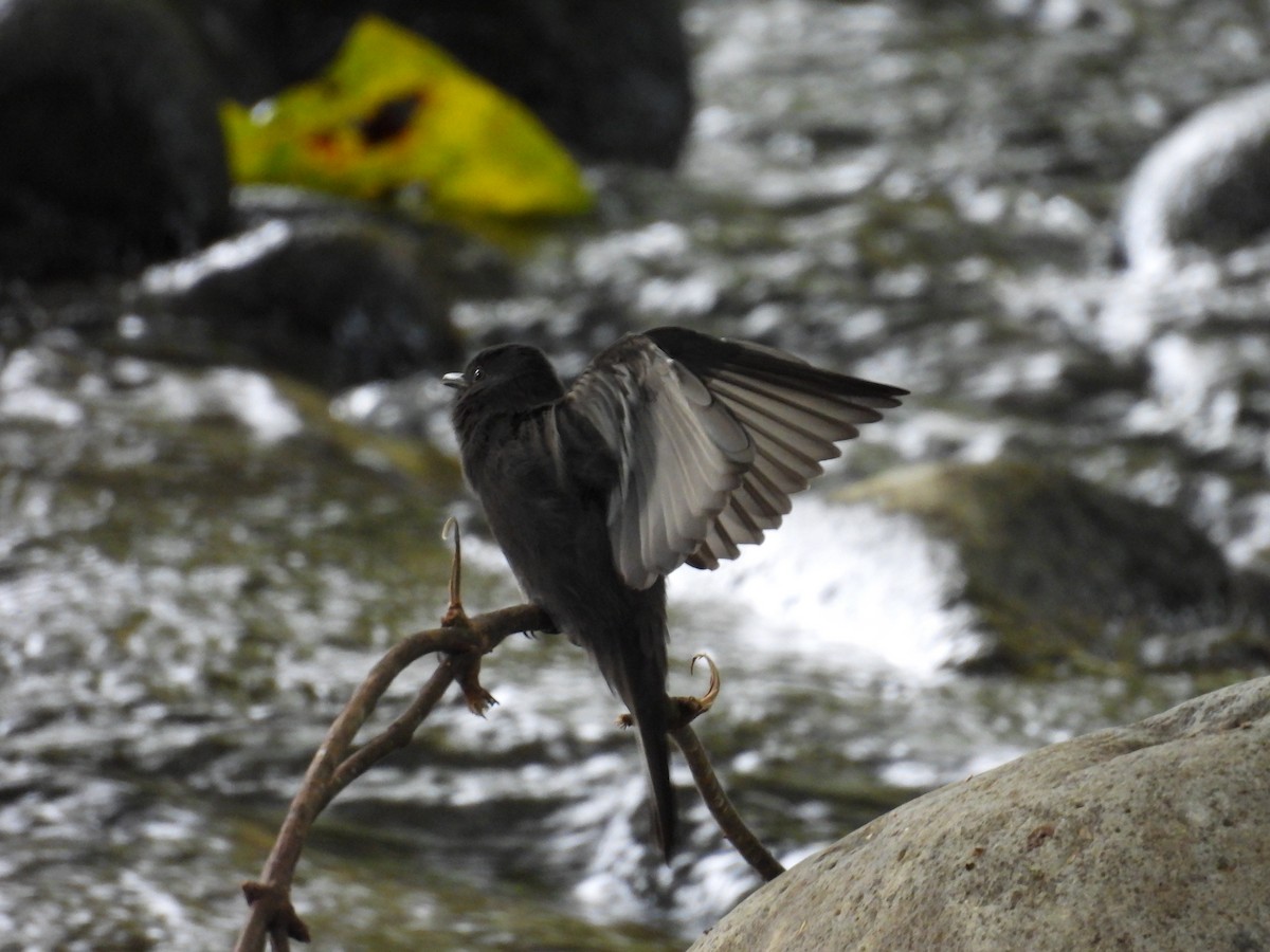 Black Phoebe - ML644550906