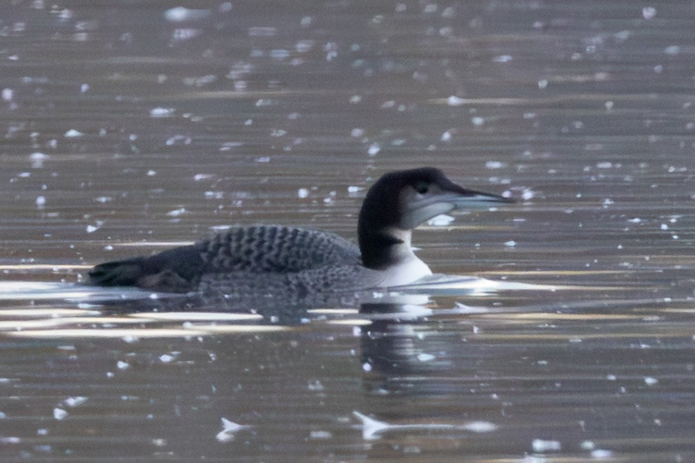 Common Loon - ML644550907