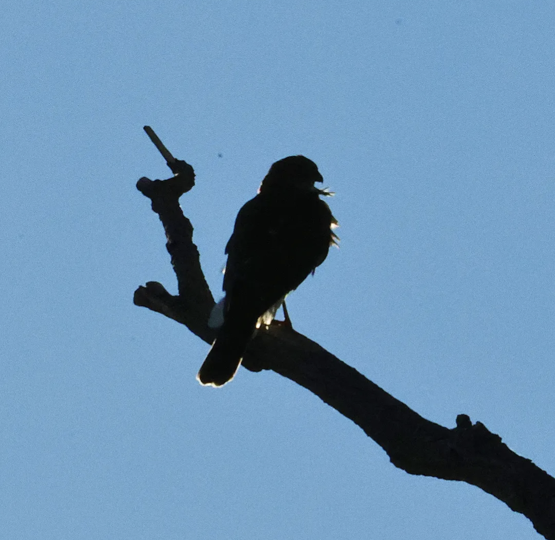 Sharp-shinned Hawk - ML644550908