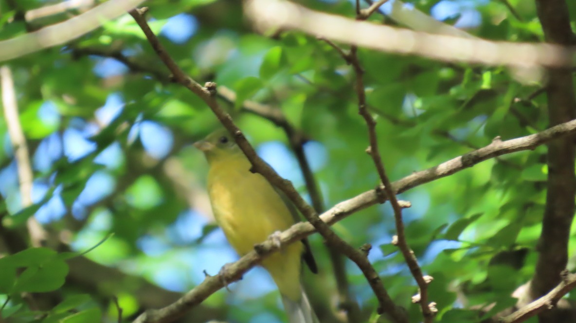 Painted Bunting - ML644550910