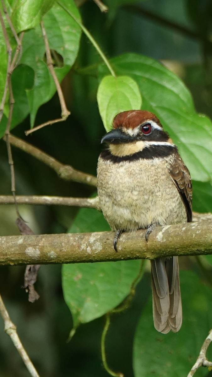 Chestnut-capped Puffbird - ML644550913