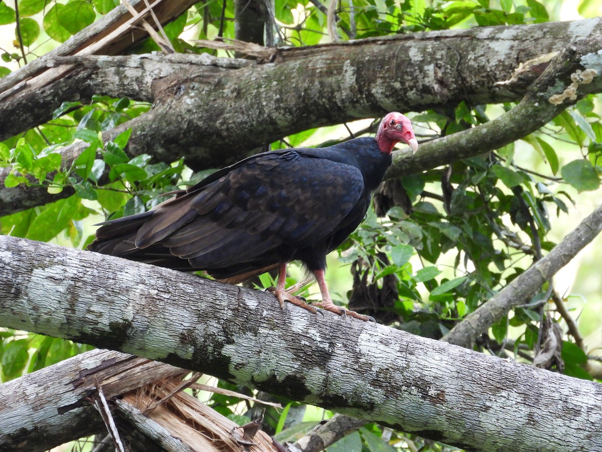 kalkunkondor (ruficollis) - ML644550914