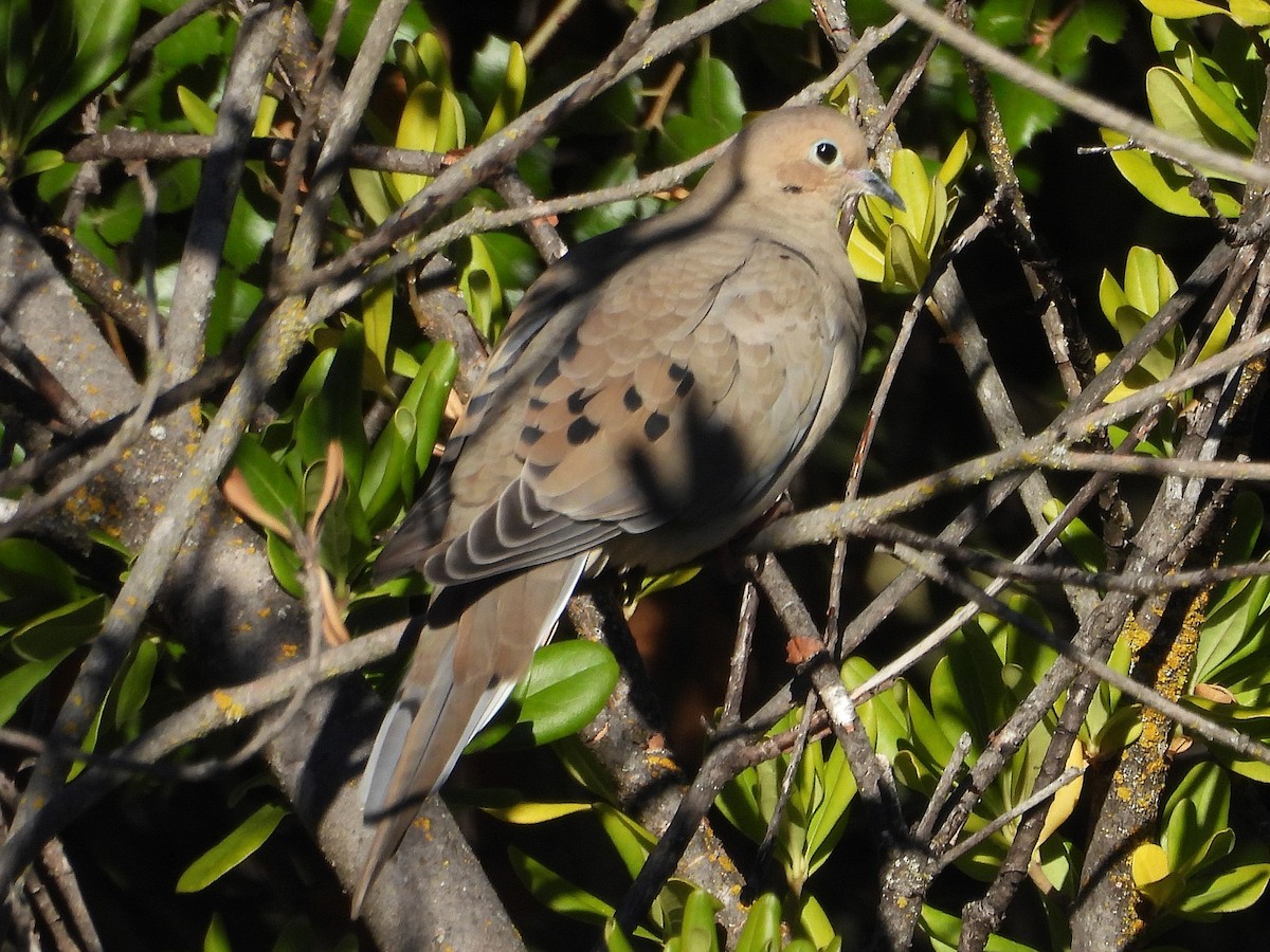 Mourning Dove - ML644550915