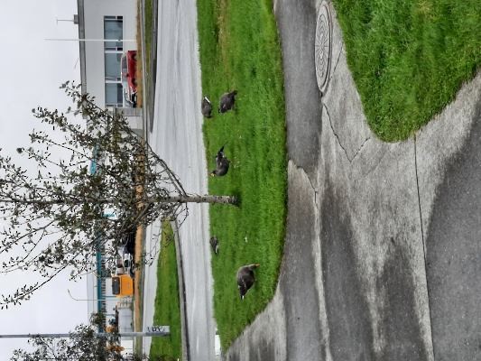 灰雁 - ML644550916