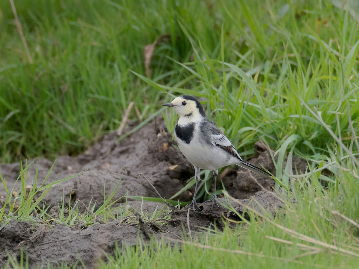 Bergeronnette grise - ML644550918