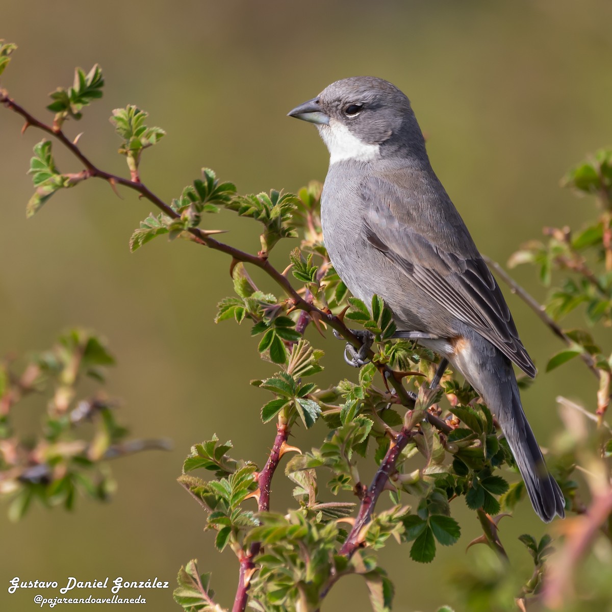 Diuca Finch - ML644550924