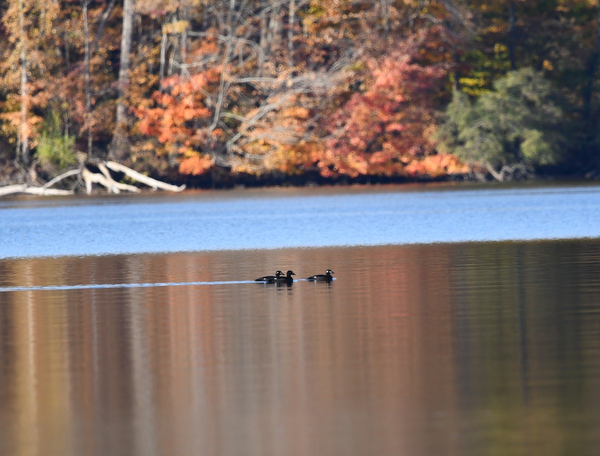White-winged Scoter - ML644550928
