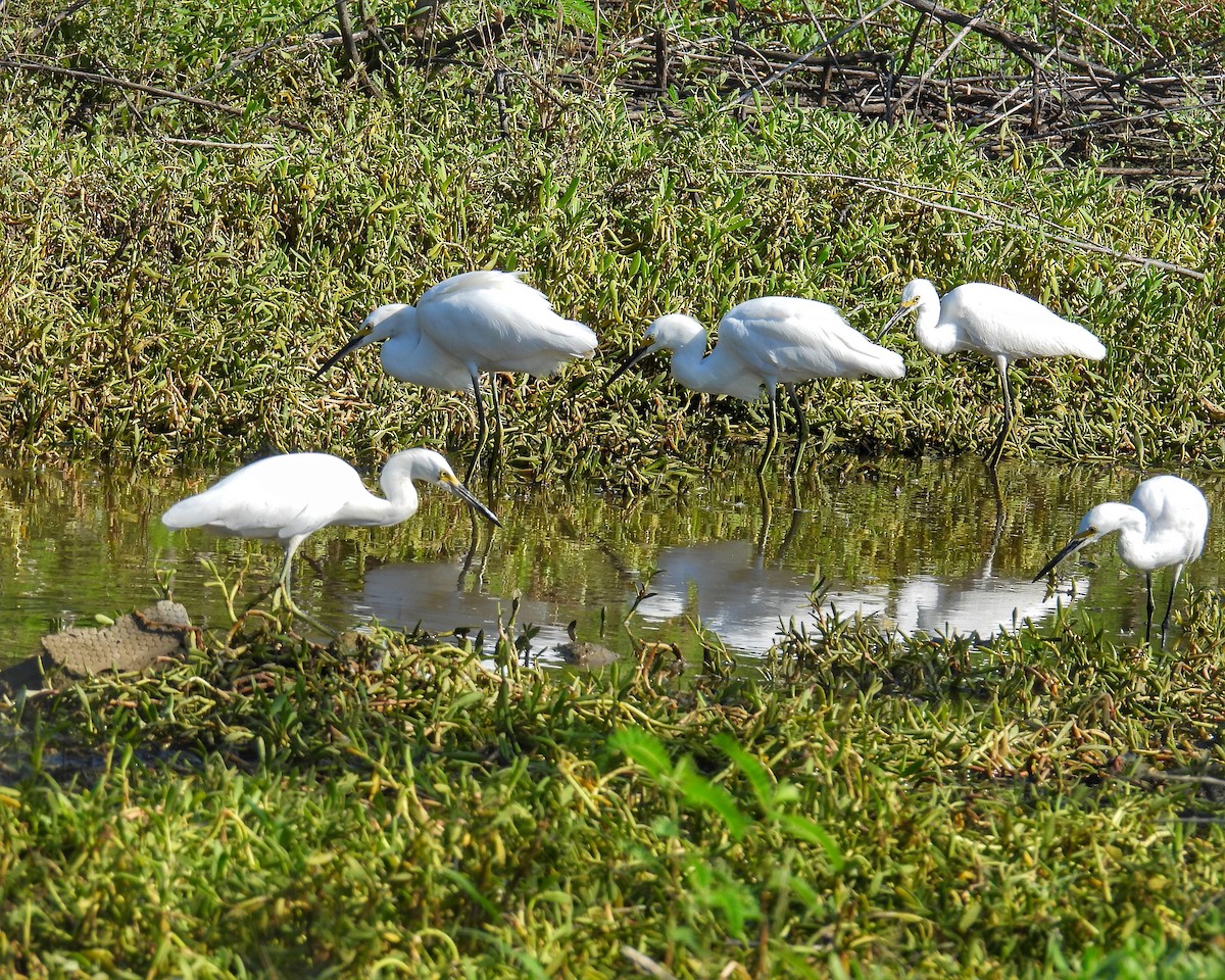 snøhegre - ML644550933