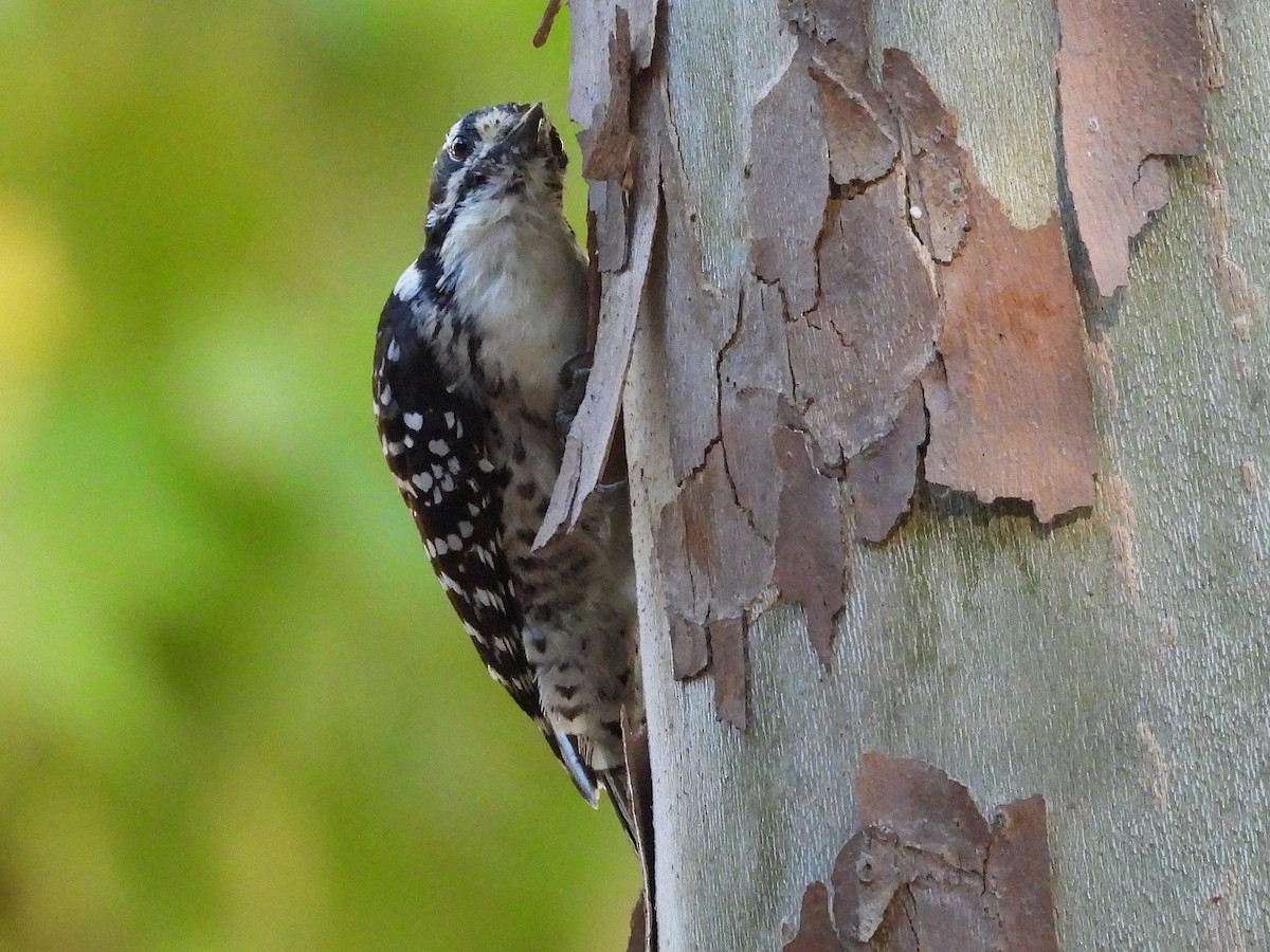 Nuttall's Woodpecker - ML644550937
