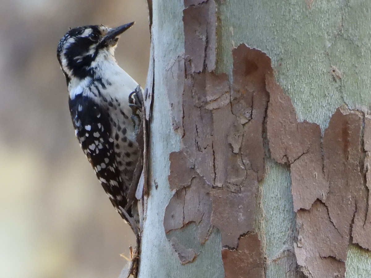 Nuttall's Woodpecker - ML644550938