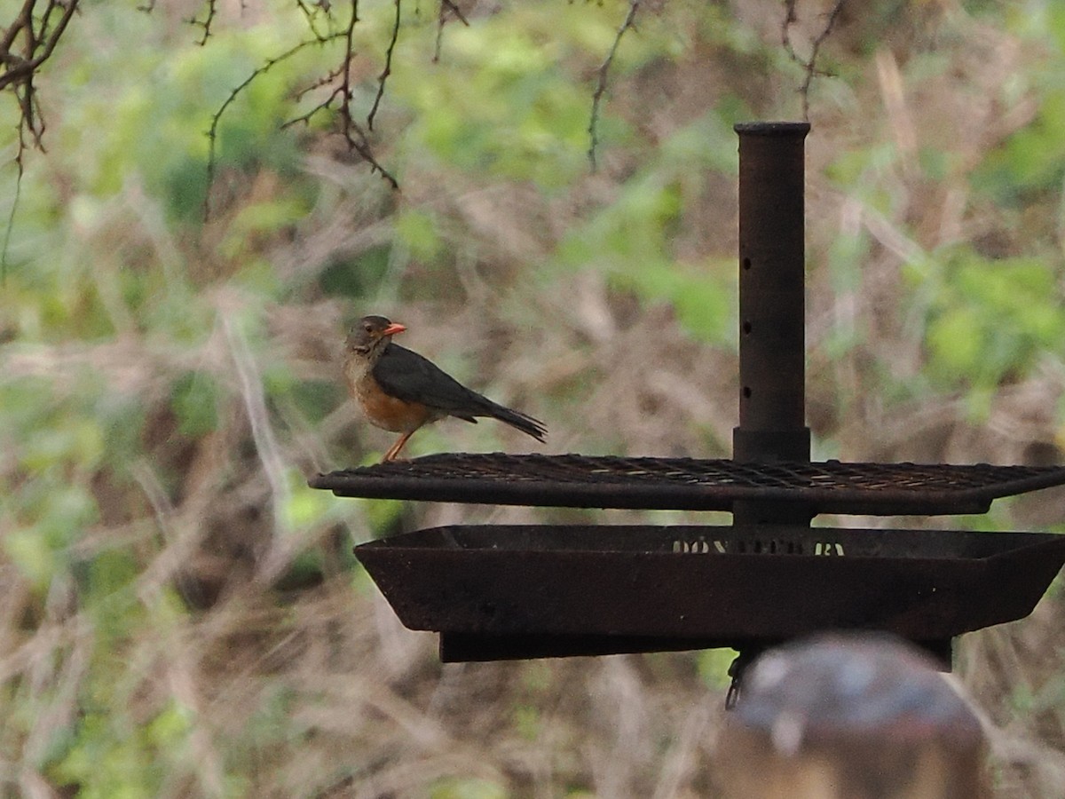 Rotschnabeldrossel - ML644550939