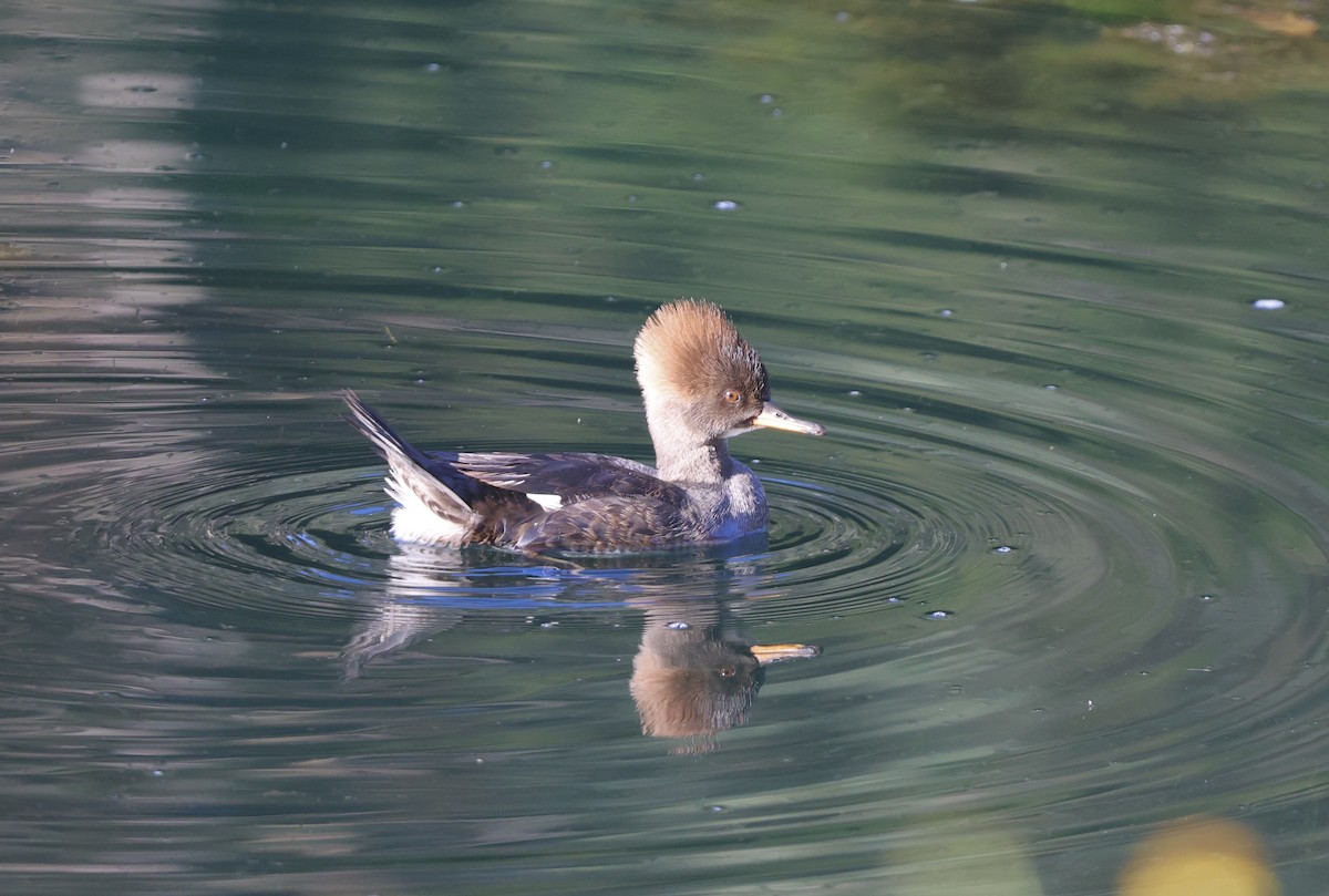 hjelmfiskand - ML644550940