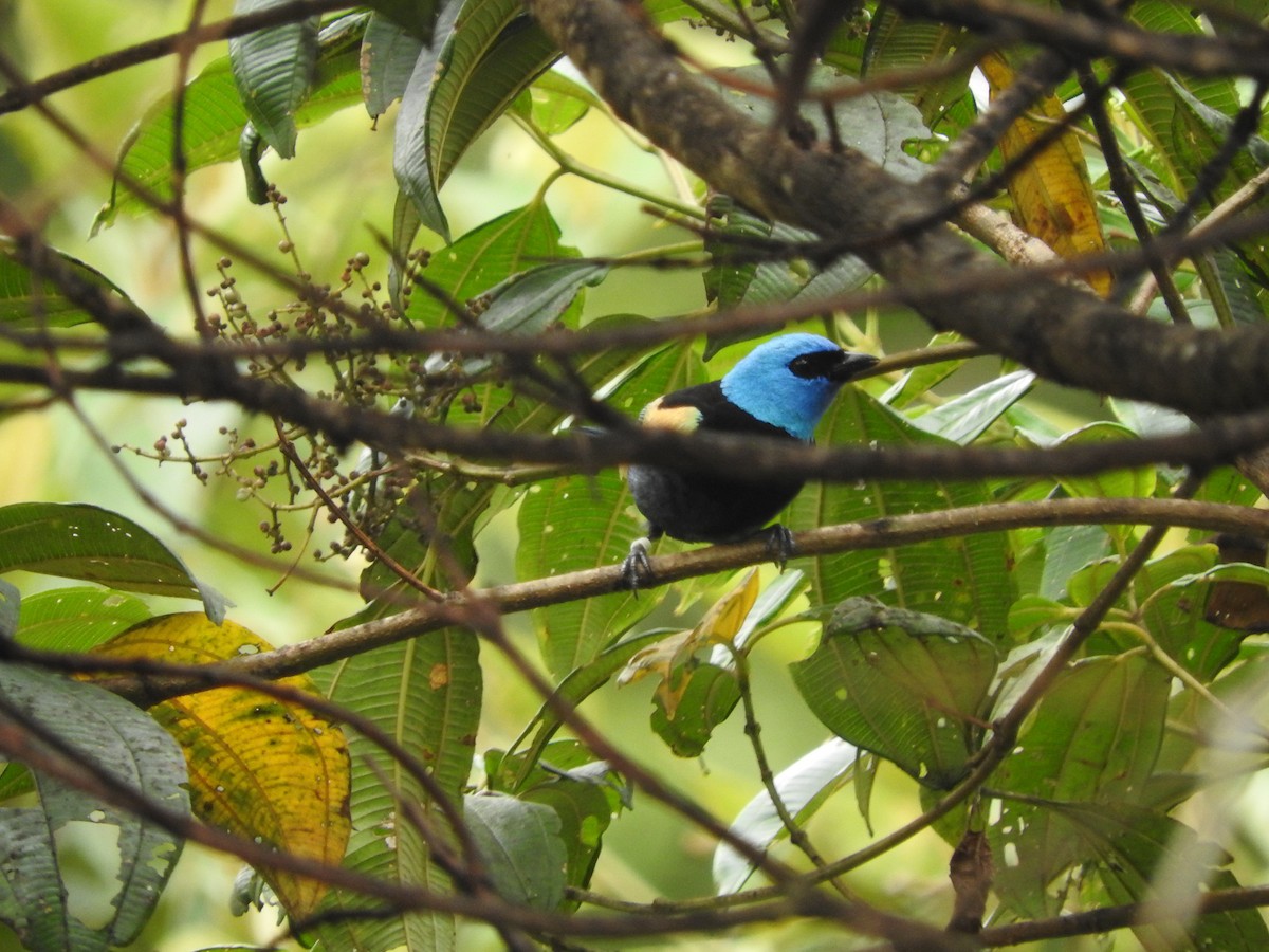 blåhodetanagar - ML644550941