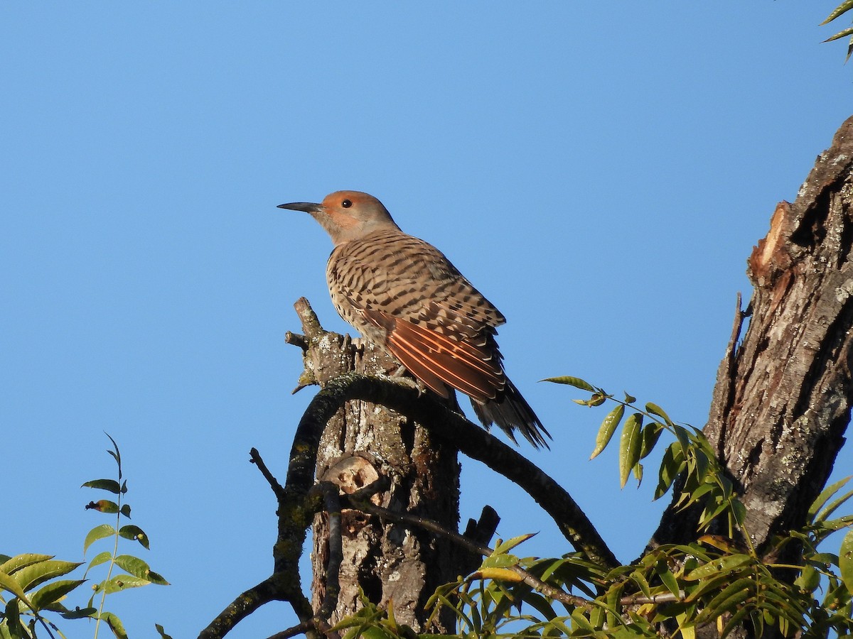 gullspett - ML644550942