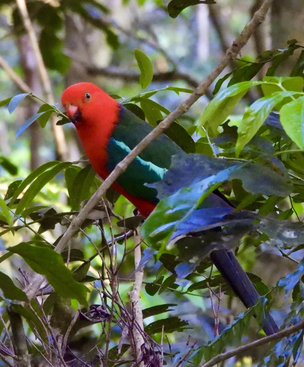 kongeparakitt - ML644550944