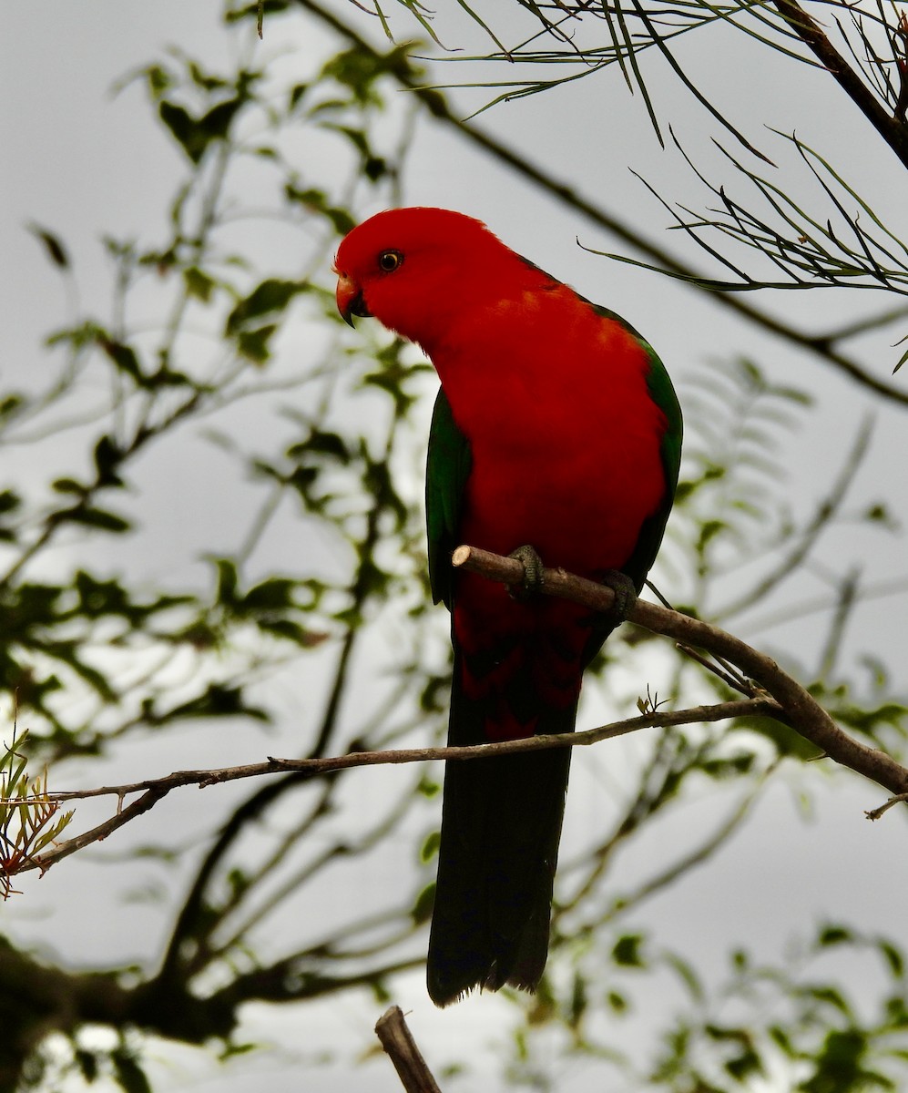 kongeparakitt - ML644550945