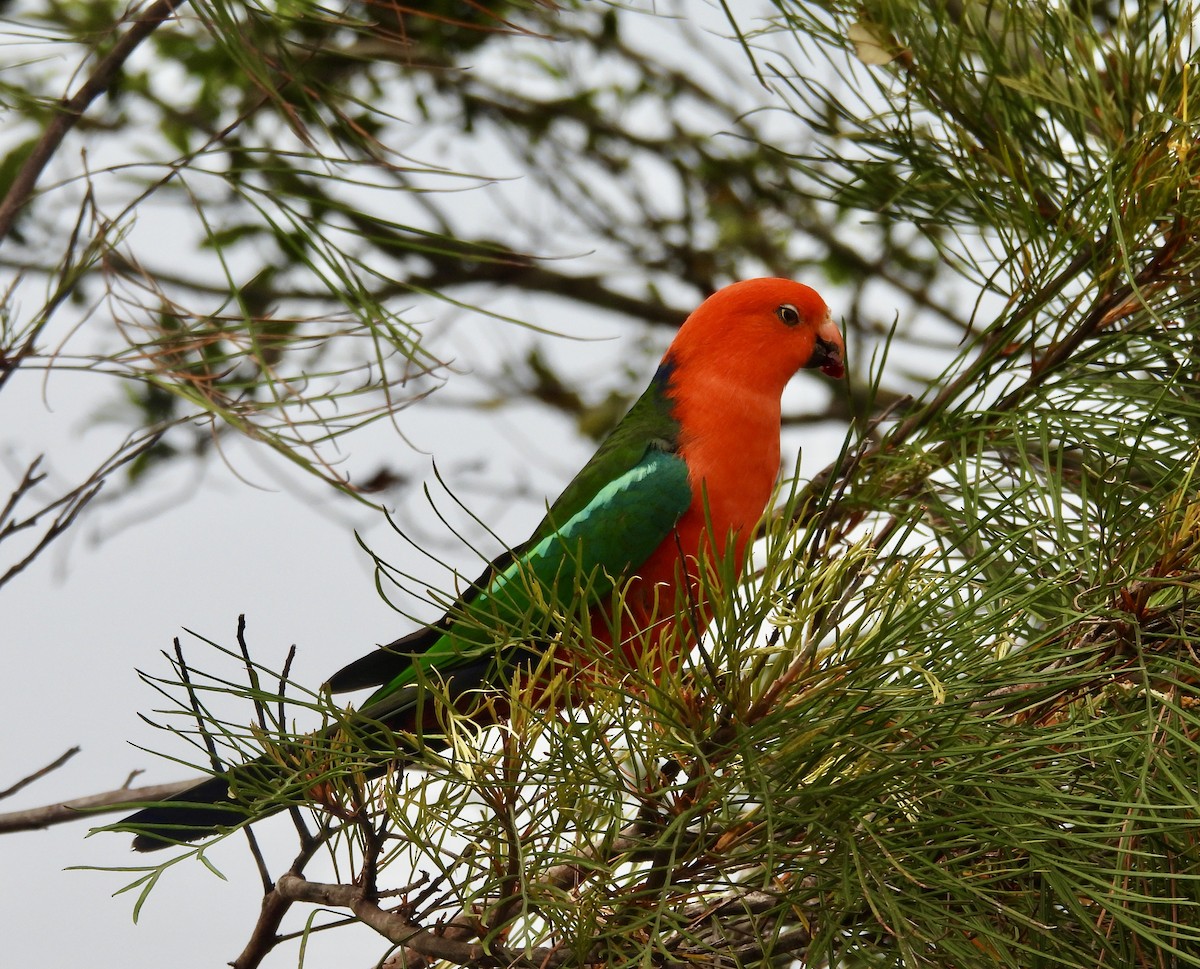 kongeparakitt - ML644550946