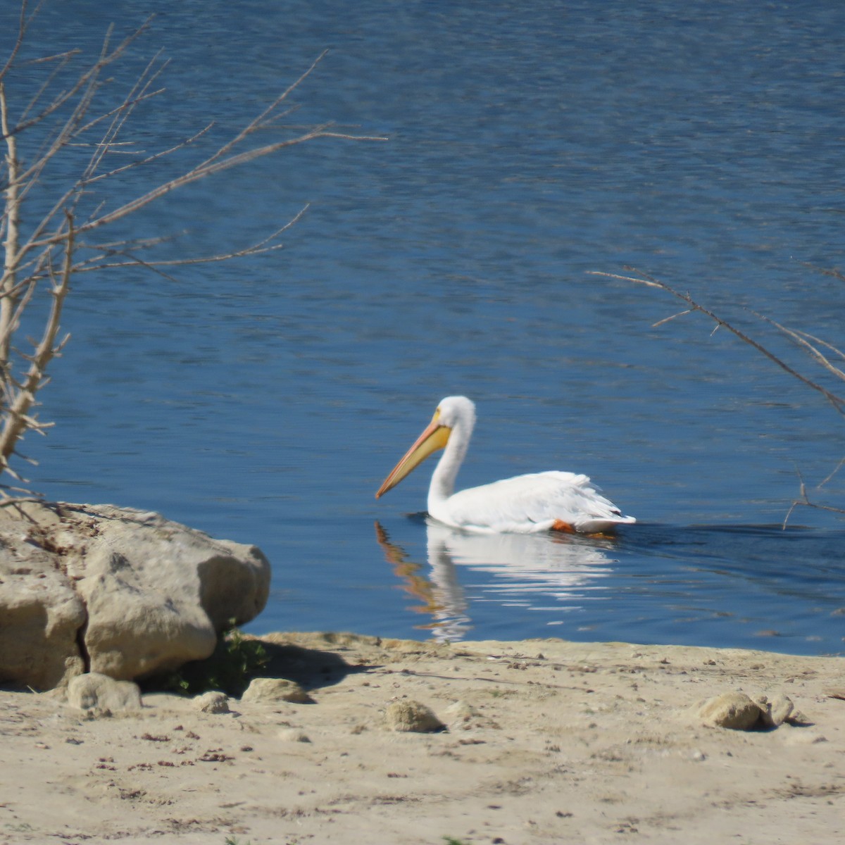 amerikapelikan - ML644550947