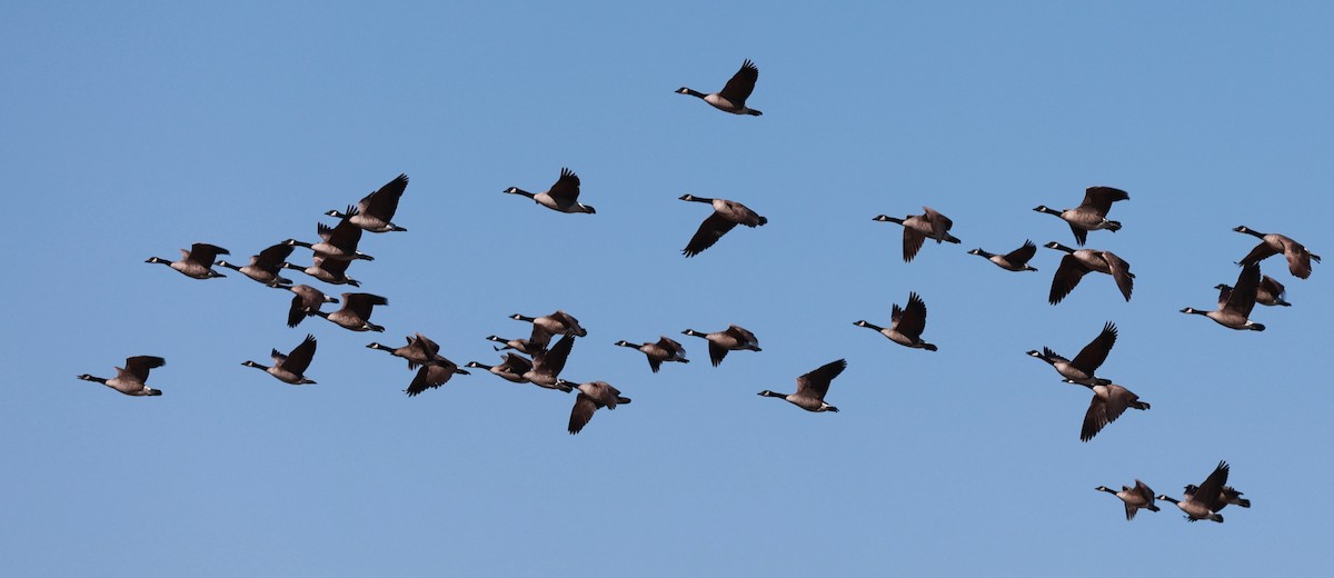 Canada Goose - ML644550948