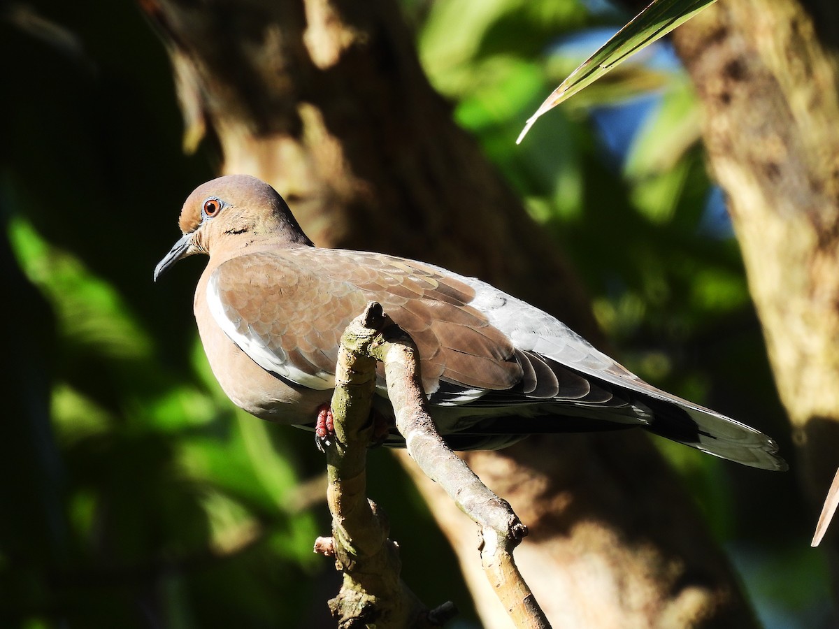 hvitvingedue - ML644550949