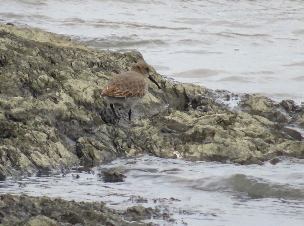 Alpenstrandläufer - ML644550950