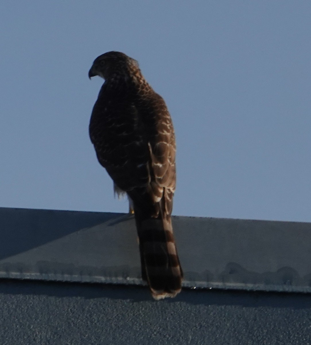 trostehauk - ML644550951