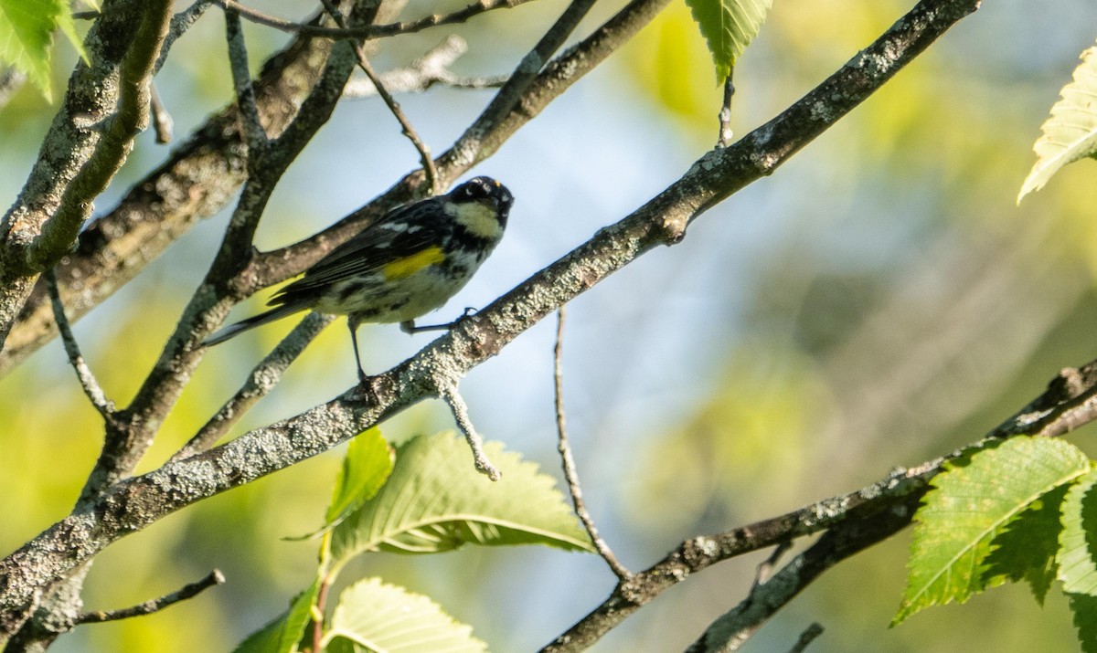 myrteparula - ML644550952