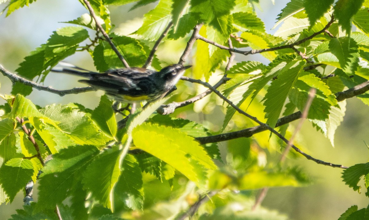 myrteparula - ML644550953