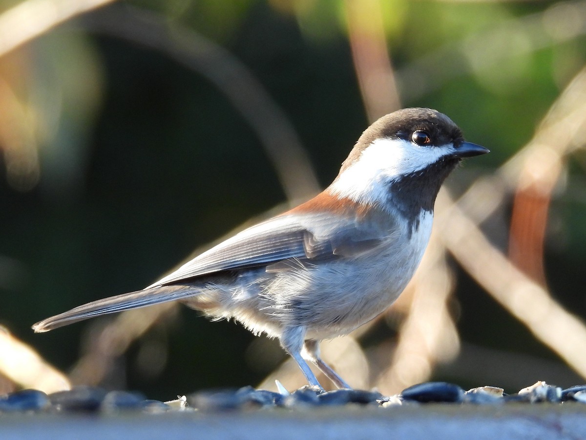 kastanjemeis - ML644550954