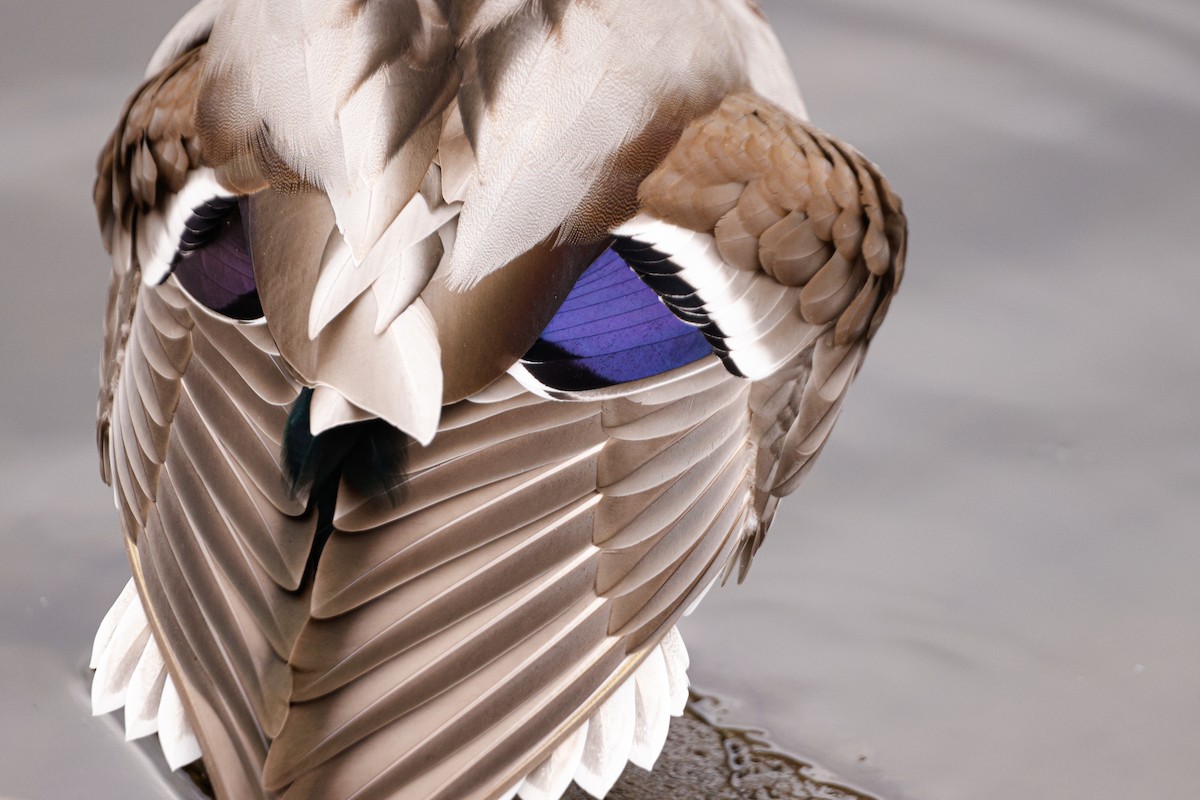 stokkand - ML644550956