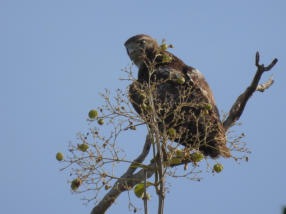rødstjertvåk - ML644550957