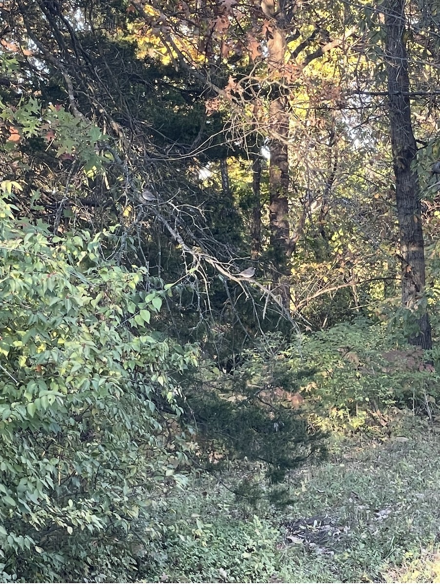 vinterjunko - ML644550958