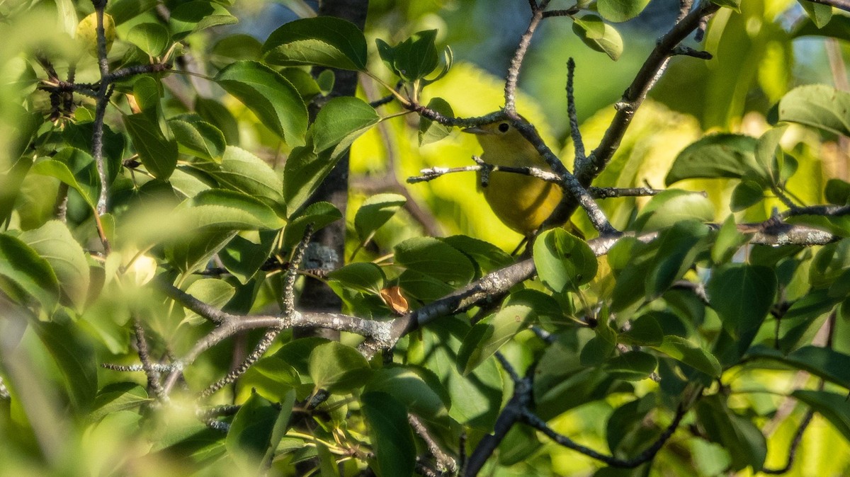 gulparula - ML644550959