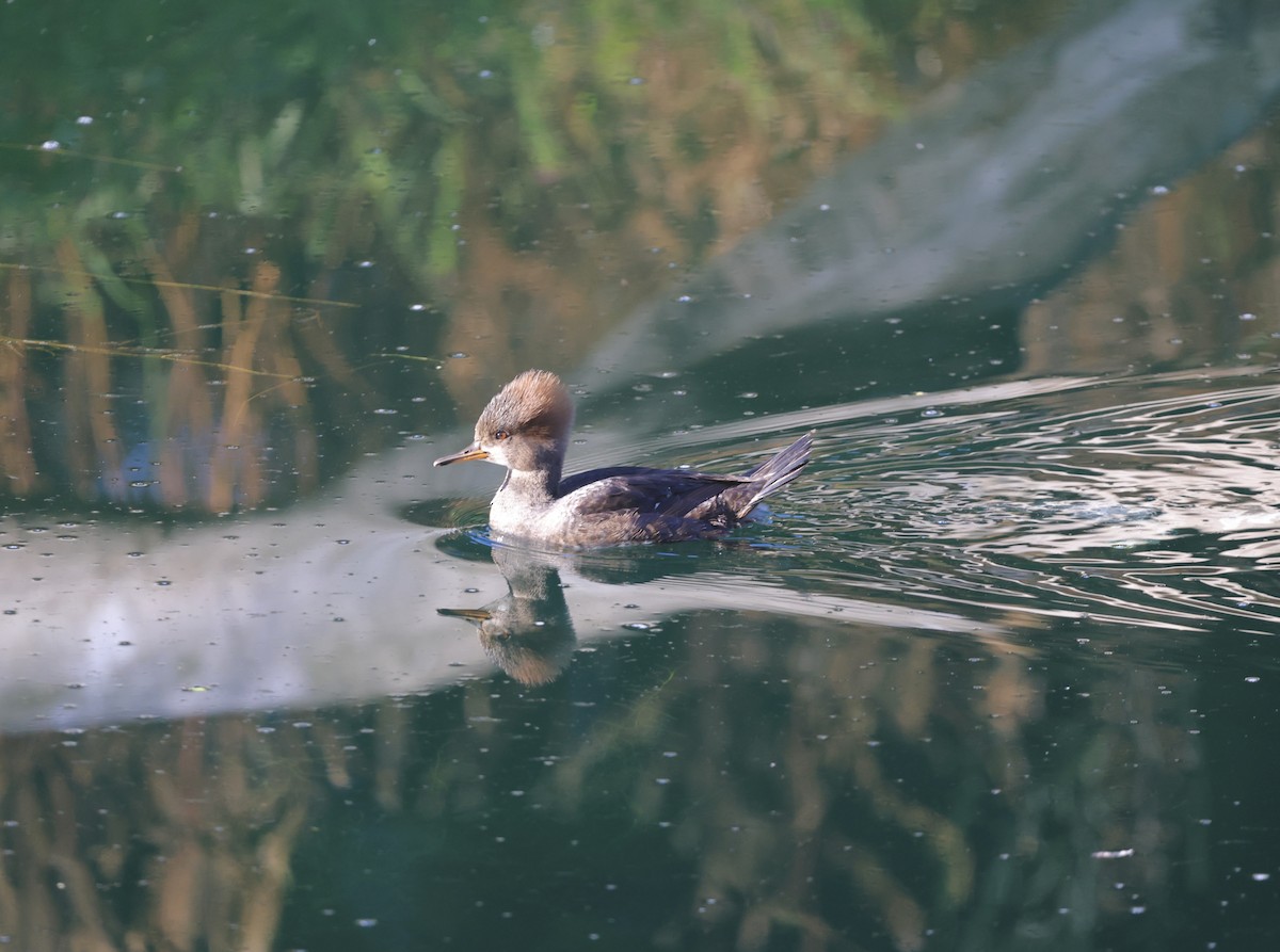 hjelmfiskand - ML644550960